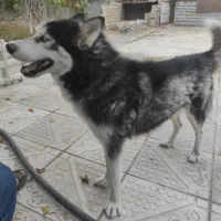 سگ هاسکی|سگ|بناب, |دیوار