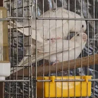 عروس هلندی تمام نژادها موجود