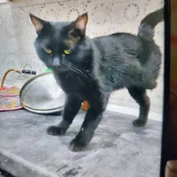 گربه پا قطع شده