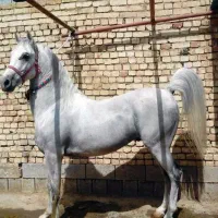 اجاری باکس و پانسیون اسب