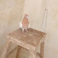 کبوتر|پرنده|بروجرد, |دیوار