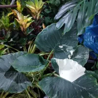 گل آپارتمانی|گل و گیاه طبیعی|فسا, |دیوار