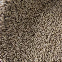 گندم|خوردنی و آشامیدنی|مرودشت, پشت سایپا|دیوار