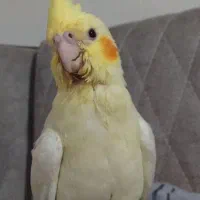 عروس هلندی گمشده