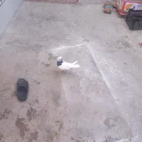 کبوتر|پرنده|باغ ملک, |دیوار