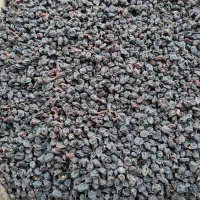 مویزسیاه بدون هسته