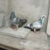 پلاکی  درجه یک نامبروان