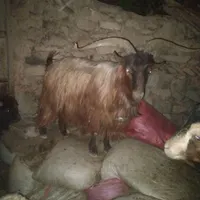 نربز|حیوانات مزرعه|چناران, |دیوار