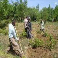 نیازمند  کارگر بیل زنی  باغ  موقت