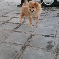 سگ پامر خرسی جنسیت نر|سگ|کرمانشاه, |دیوار