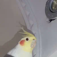 طوطی عروس هلندی