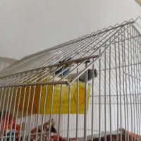 مرغ عشق|پرنده|بزینه رود, |دیوار