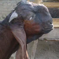 بزغاله گم کردیم نر هست