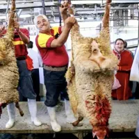 گوسفند زنده گوشتی