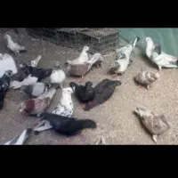 30عدد کبوتر