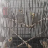 عروس هلندی|پرنده|اصفهان, پروین|دیوار