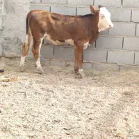یک عدد گوساله سیمنتال ماده