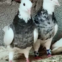 گروه طوقی‌بازان‌در روبیکا فعال با ۳هزار نفرعضو|پرنده|عنبرآباد, |دیوار
