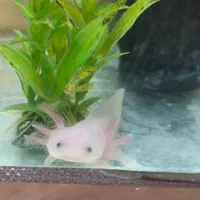 ماهی|ماهی|تهران, جردن|دیوار