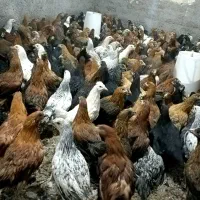 * فروش مرغ گلپایگانی اصل نژاد تخمگذار / تخفیف ویژه|حیوانات مزرعه|کاشان, خرمدشت|دیوار
