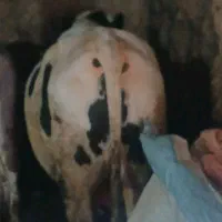 گاونر۵۰۰کیلویی