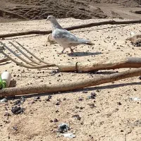 کفتر|پرنده|اندیکا, |دیوار