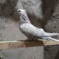 ۵تا کبوتر|پرنده|عجب شیر, |دیوار