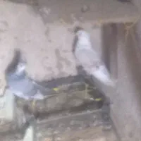 کفتر معاوضه می‌کنم ...فوری