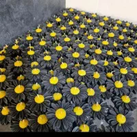 شمع بابونه زیبا|صنایع دستی و سایر لوازم تزئینی|تهران, خانی آباد نو شمالی|دیوار