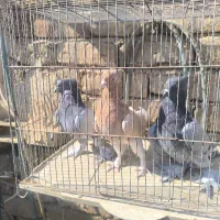 تعدادی کبوتر