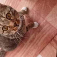 بچه گربه خانگی رایگان|گربه|محمدیه-قزوین, |دیوار