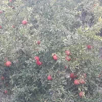 فروش انار ملس|خوردنی و آشامیدنی|بهشهر, |دیوار