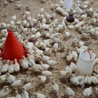 جوجه بوقلمون بیوتی ۶ بیست روزه و۳۰ روز|حیوانات مزرعه|مشهد, عیدگاه|دیوار