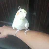 عروس هلندی کاملن دستی و سخنگو|پرنده|باقرشهر, |دیوار