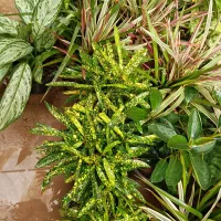 گل وگیاه آپارتمانی|گل و گیاه طبیعی|جنت, |دیوار