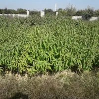 نهال شلیل حسنپوری کرس|گل و گیاه طبیعی|ساری, |دیوار