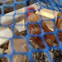 دستگاه برقی تخم مرغ بوف زینتی موجوده
