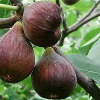 عرضه نهال های مقاوم به خشکی و کم آبی