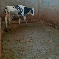 1111111111|حیوانات مزرعه|دهگلان, |دیوار