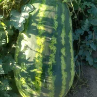 هندوانه بیضی اصلی مخصوص صادرات|عمدهفروشی|شوش, |دیوار