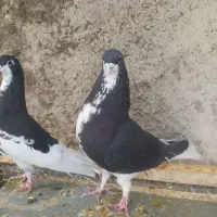 خوشرنگ سیاه و یال گلدار|پرنده|شیراز, کرونی(خاتونک)|دیوار