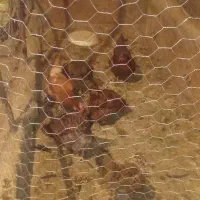 مرغ محلی تخم گذار|حیوانات مزرعه|زرین دشت (همدان), |دیوار