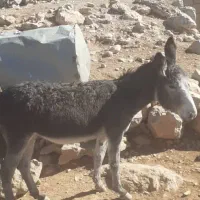 دو عدد کره خر