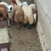 بره و قوچ چاق|حیوانات مزرعه|بندرعباس, |دیوار