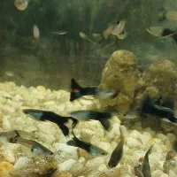 ماهی گوپی|ماهی|کرمانشاه, |دیوار