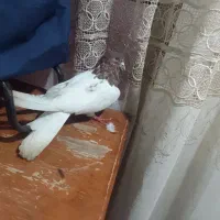 قرمزباش نر چهل سانتی|پرنده|میاندوآب, |دیوار