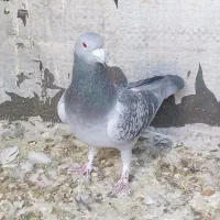 بدرنگ نر|پرنده|بم, |دیوار