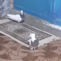 یک جفت طوقی هفت رنگ