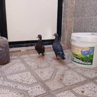 دوعدد کفتر زاغ باهم۱۵۰|پرنده|بیرجند, |دیوار