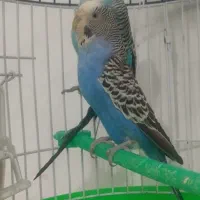 جفت مرغ عشق (خاص)|پرنده|قائن, |دیوار